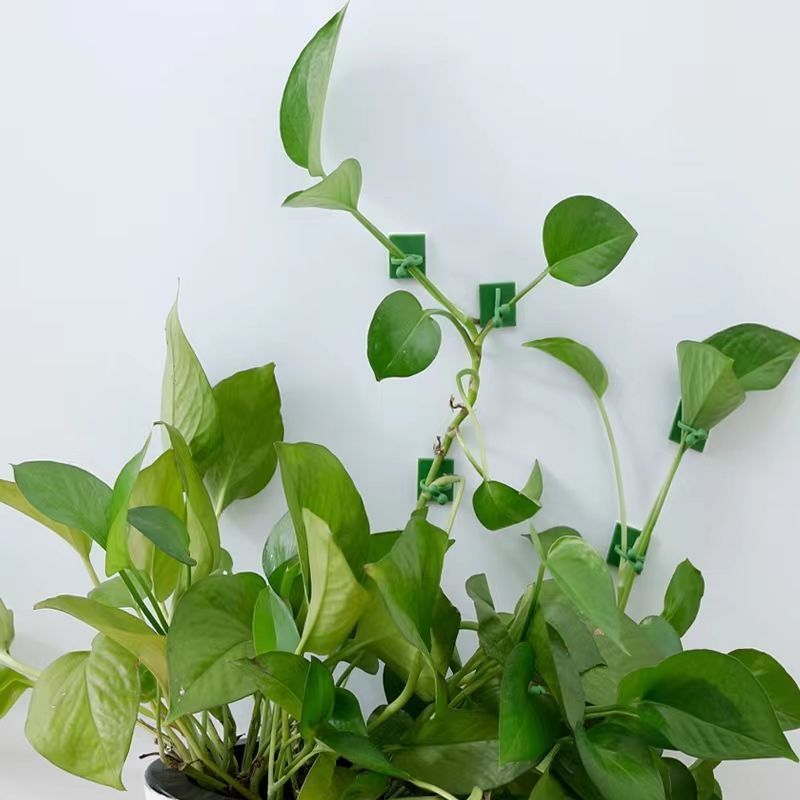 คลิปยึดต้นไม้แบบมีกาวในตัวสำหร - Smart Garden Storage บทวิจารณ์และราคา