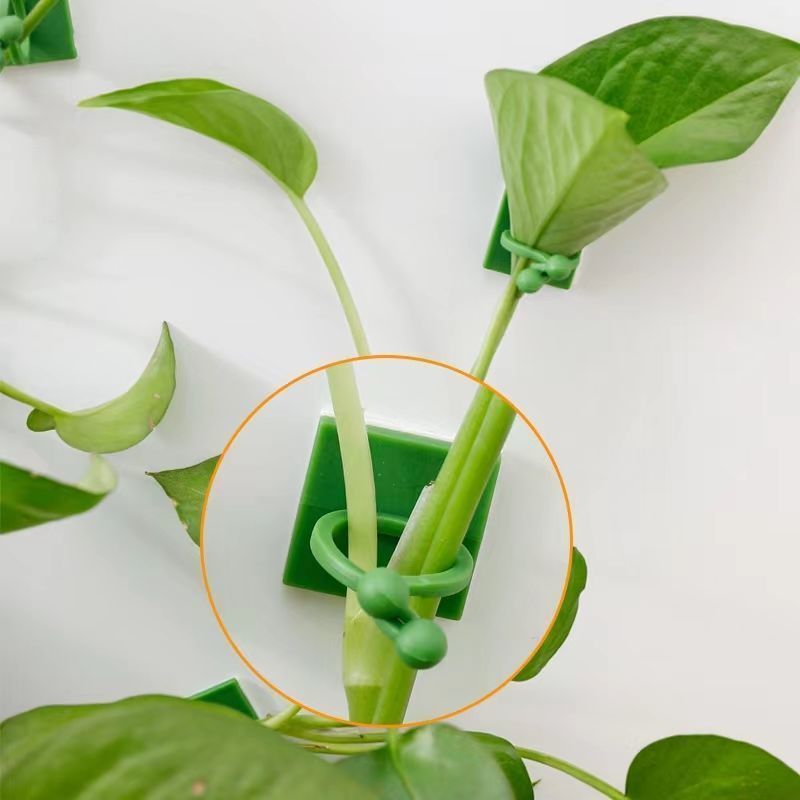 คลิปยึดต้นไม้แบบมีกาวในตัวสำหร - Smart Garden Storage บทวิจารณ์และราคา